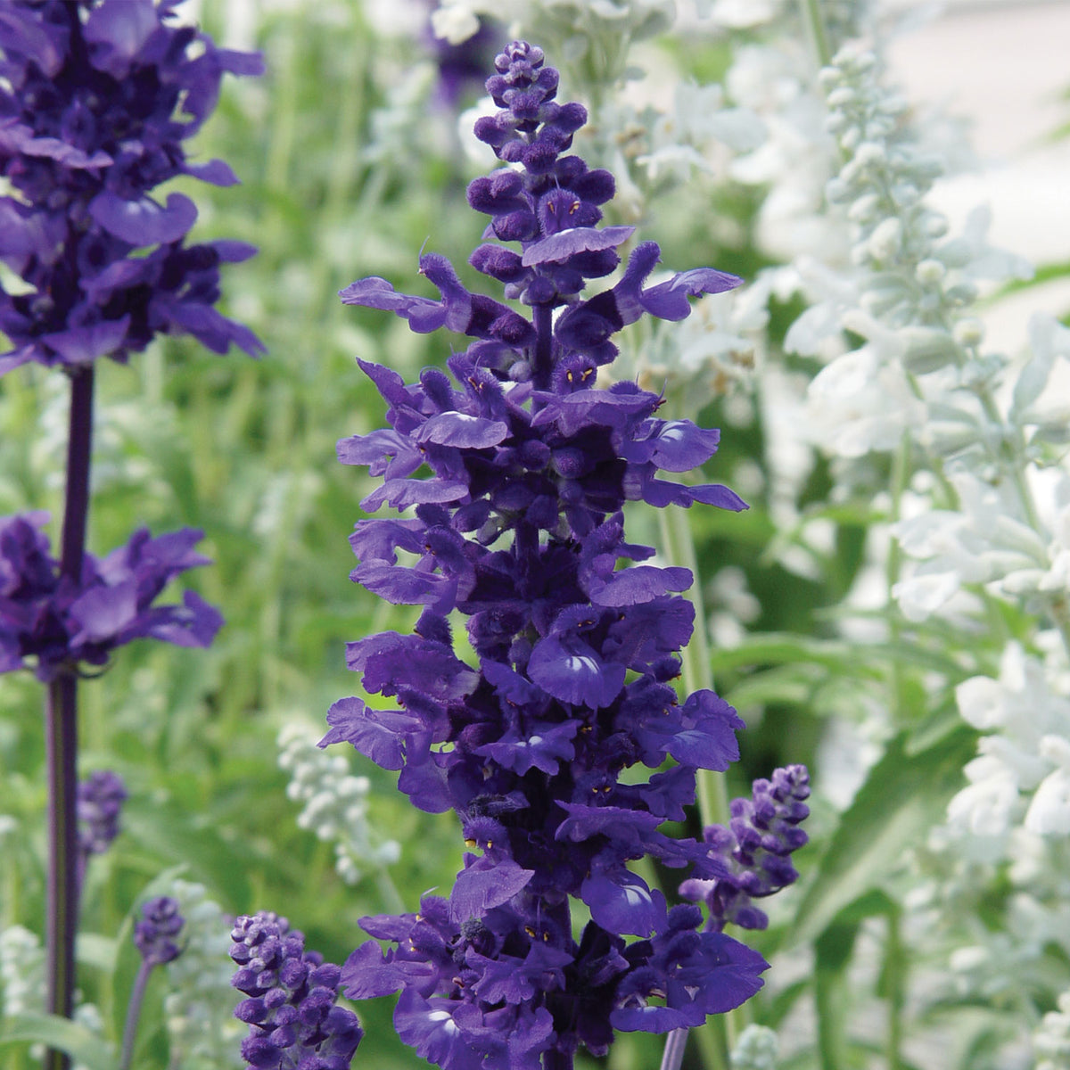 Victoria Salvia