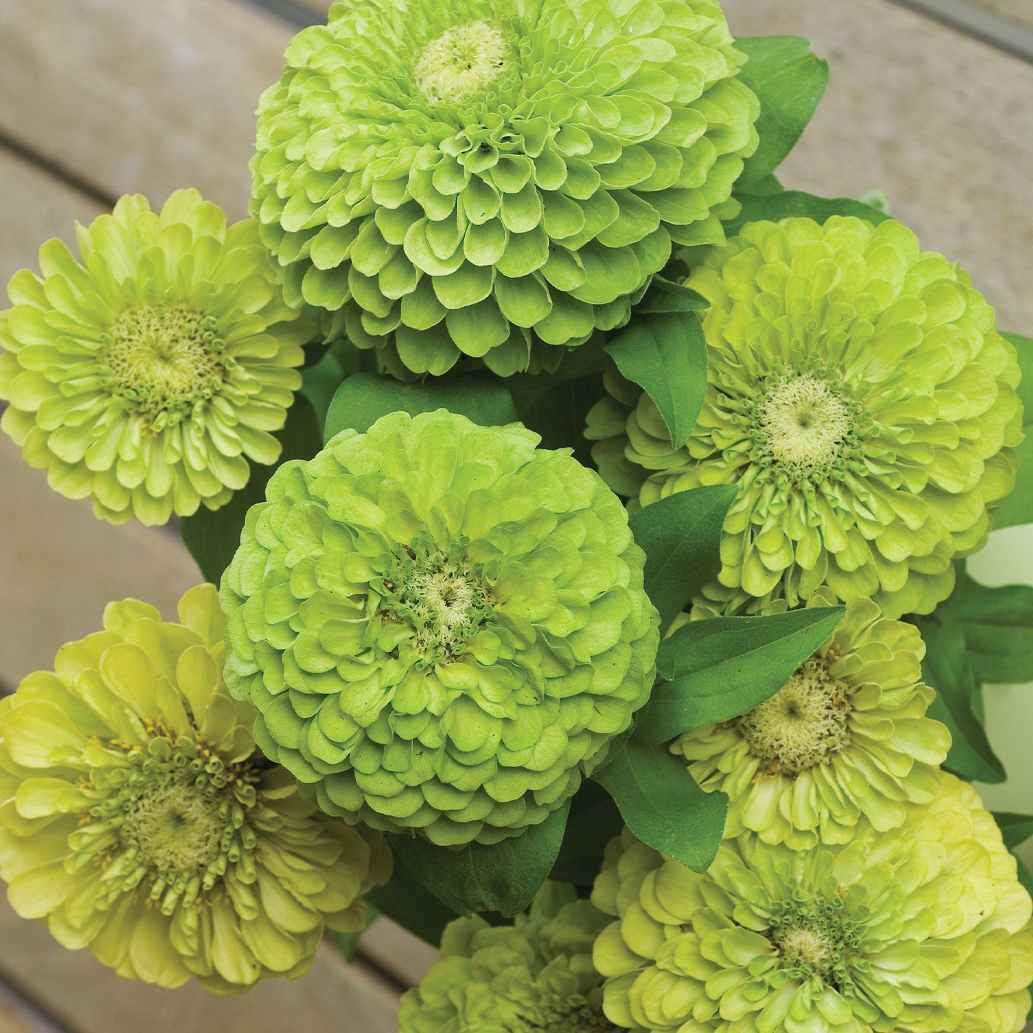 Tequila Lime Zinnia