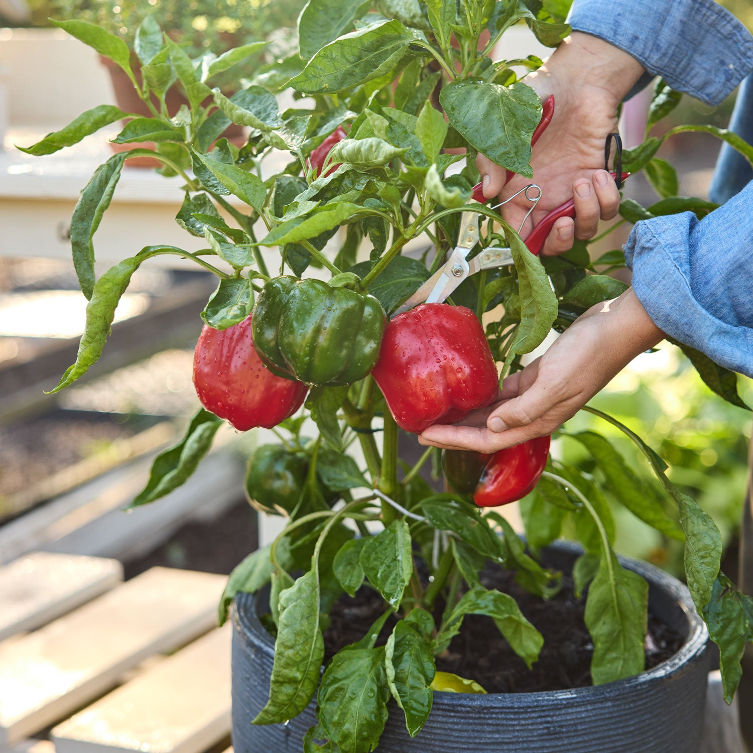 California Wonder Sweet Pepper