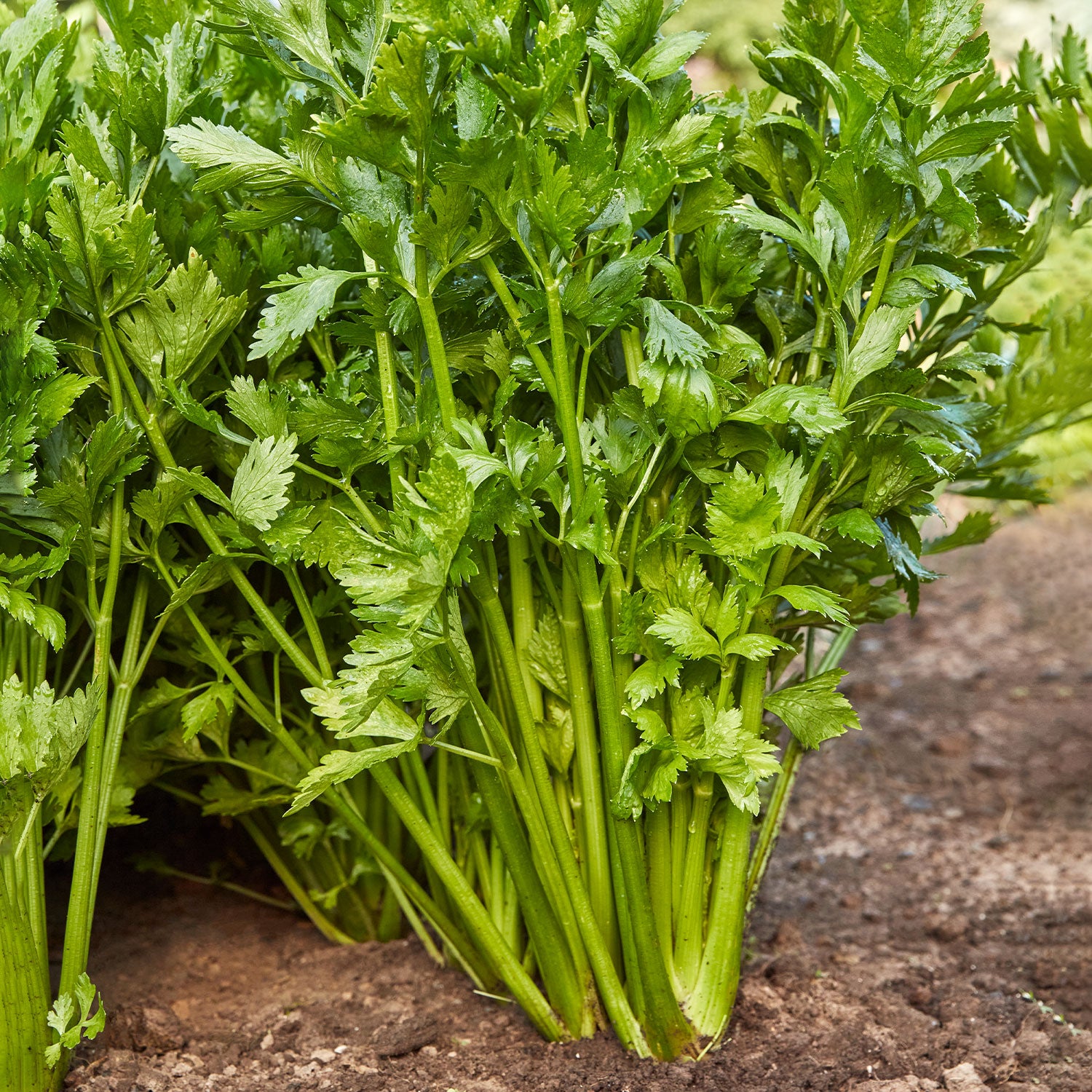 Tall Utah 52-70R Improved Celery