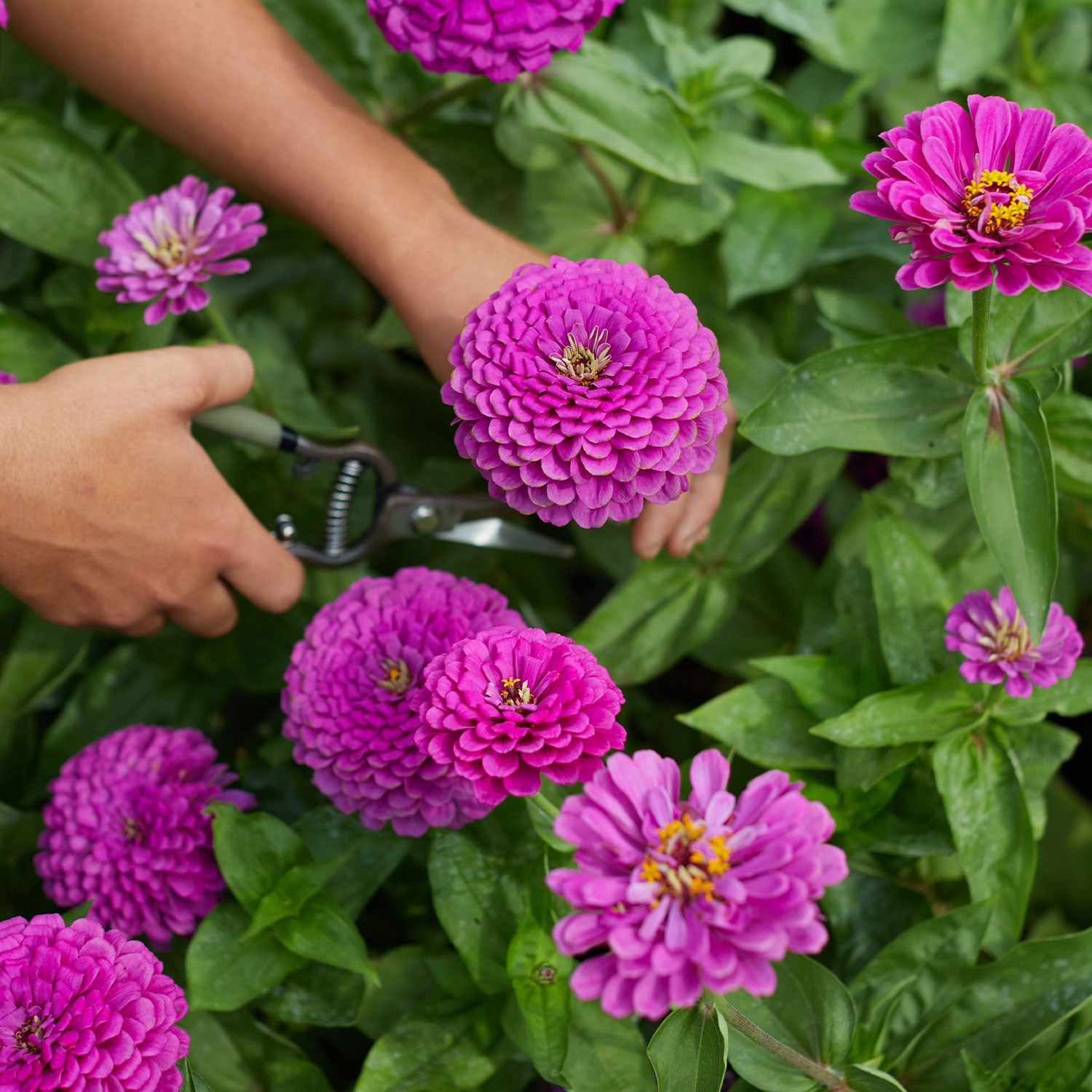 Purple Prince Zinnia