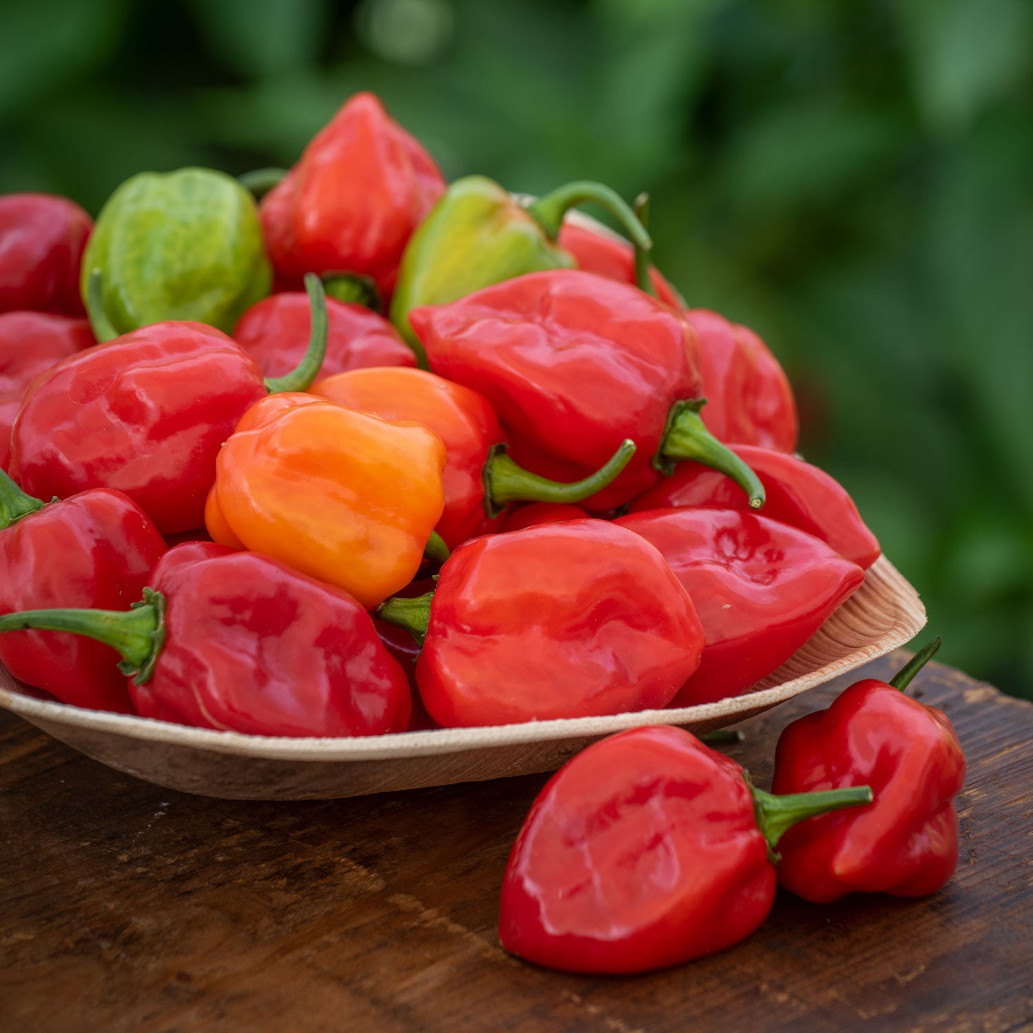 Caribbean Red Hot Pepper