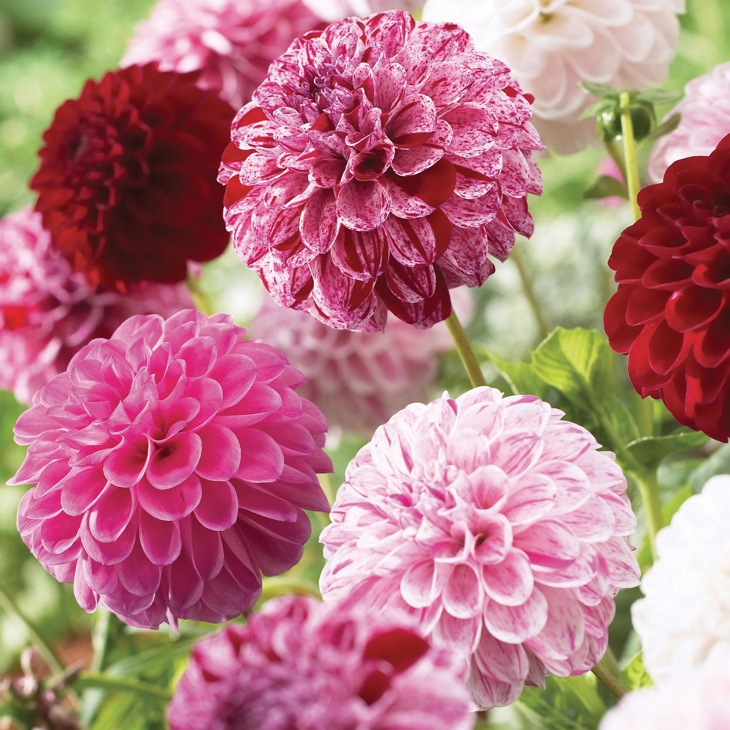 Pot Luck Dahlia Tubers