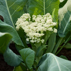 Fioretto 60 Cauliflower