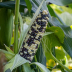 Wild Violet Sweet Corn