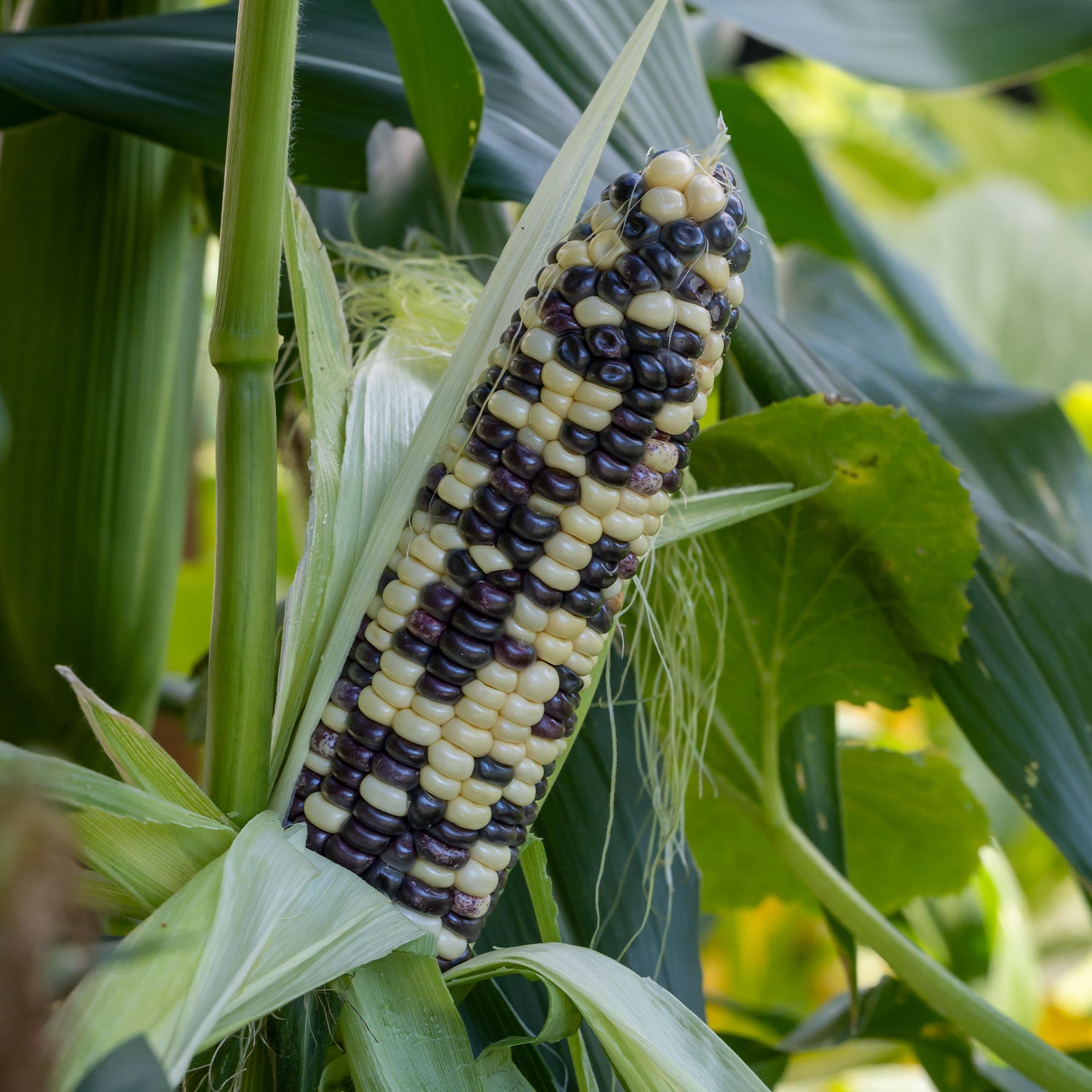 Wild Violet Sweet Corn