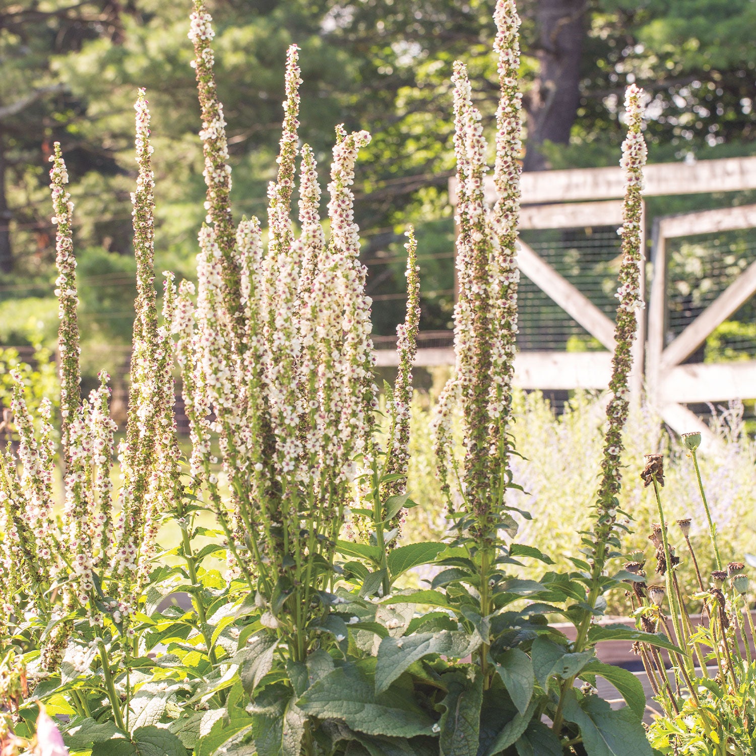 Snowy Spires Verbascum