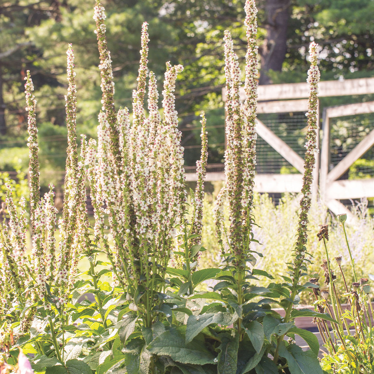 Snowy Spires Verbascum
