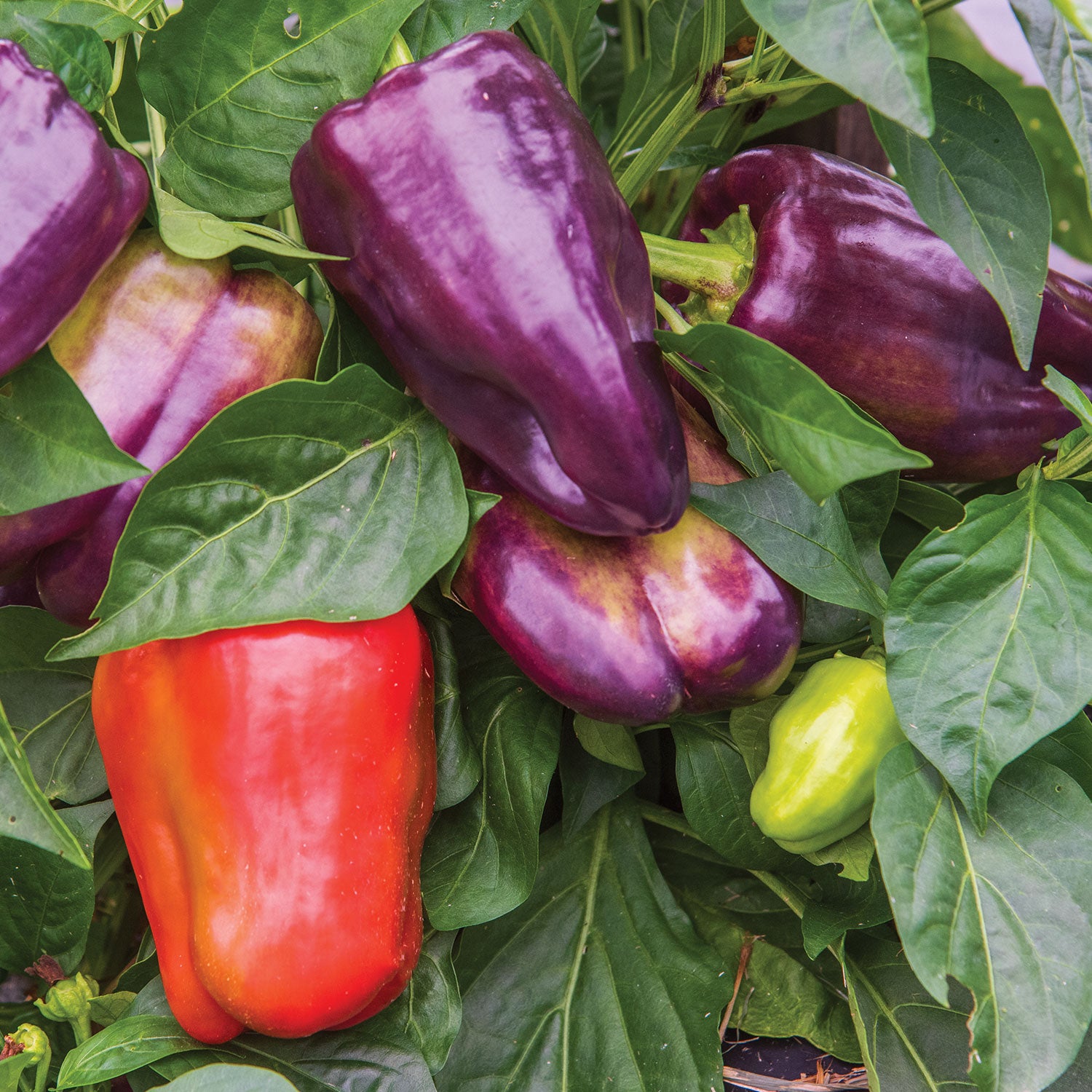 Pinot Noir Sweet Pepper