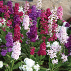 Harmony Mix Stock