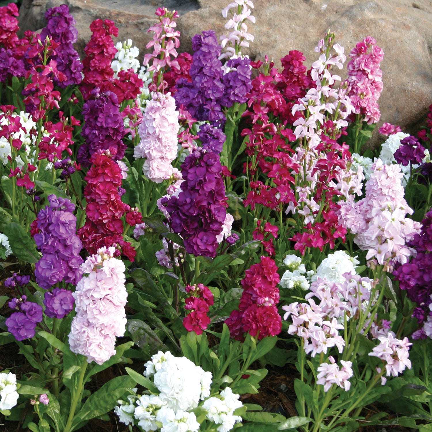 Harmony Mix Stock