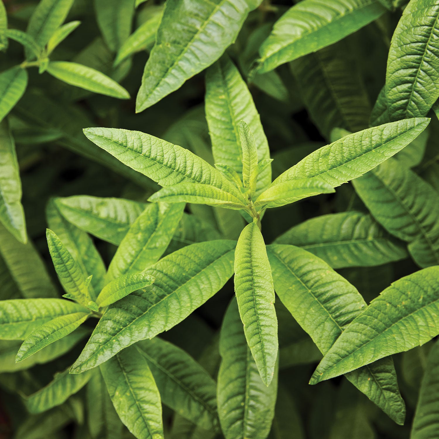 Lemon Verbena