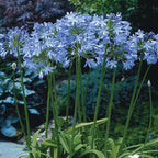 Blue Heaven Agapanthus Bare Root