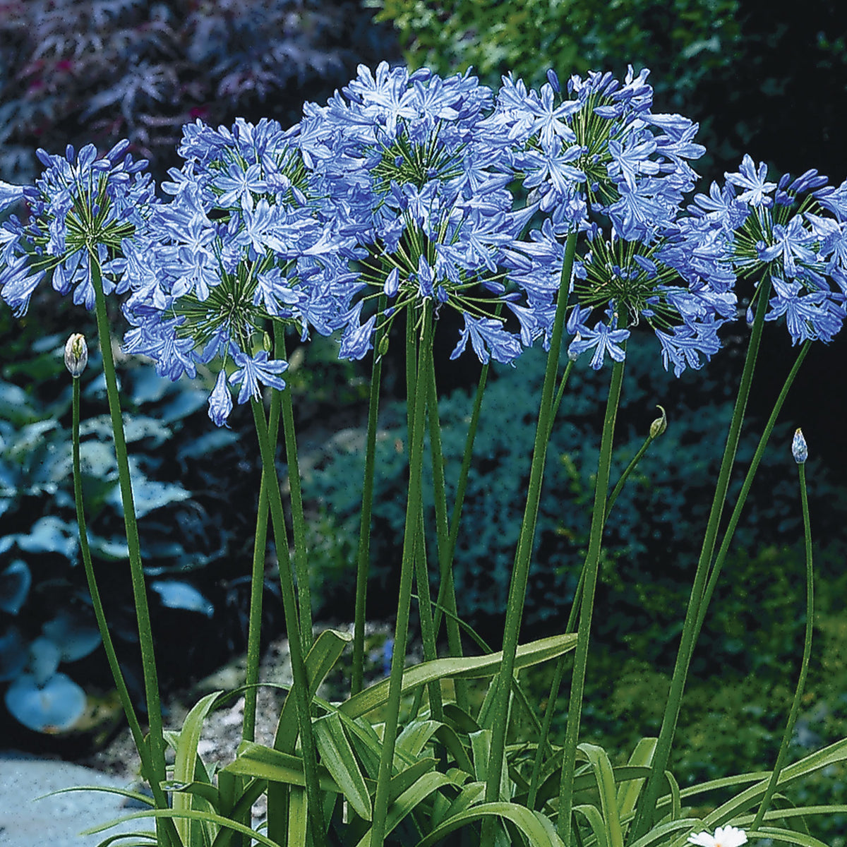 Blue Heaven Agapanthus Bare Root
