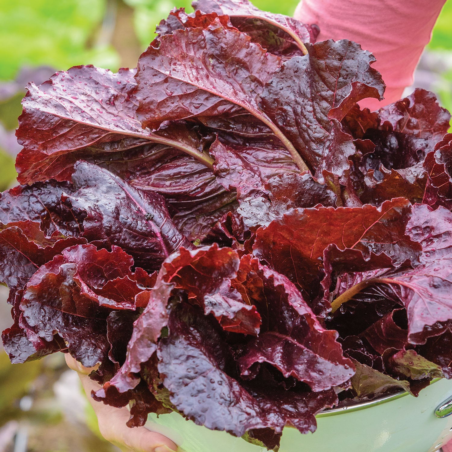 Burgundy Delight Lettuce
