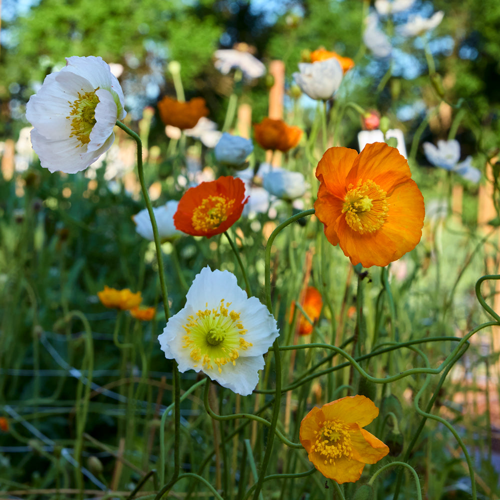 Ballet Slippers Mix Poppy