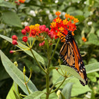 Red Butterfly Asclepias