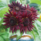 Chianti Sunflower
