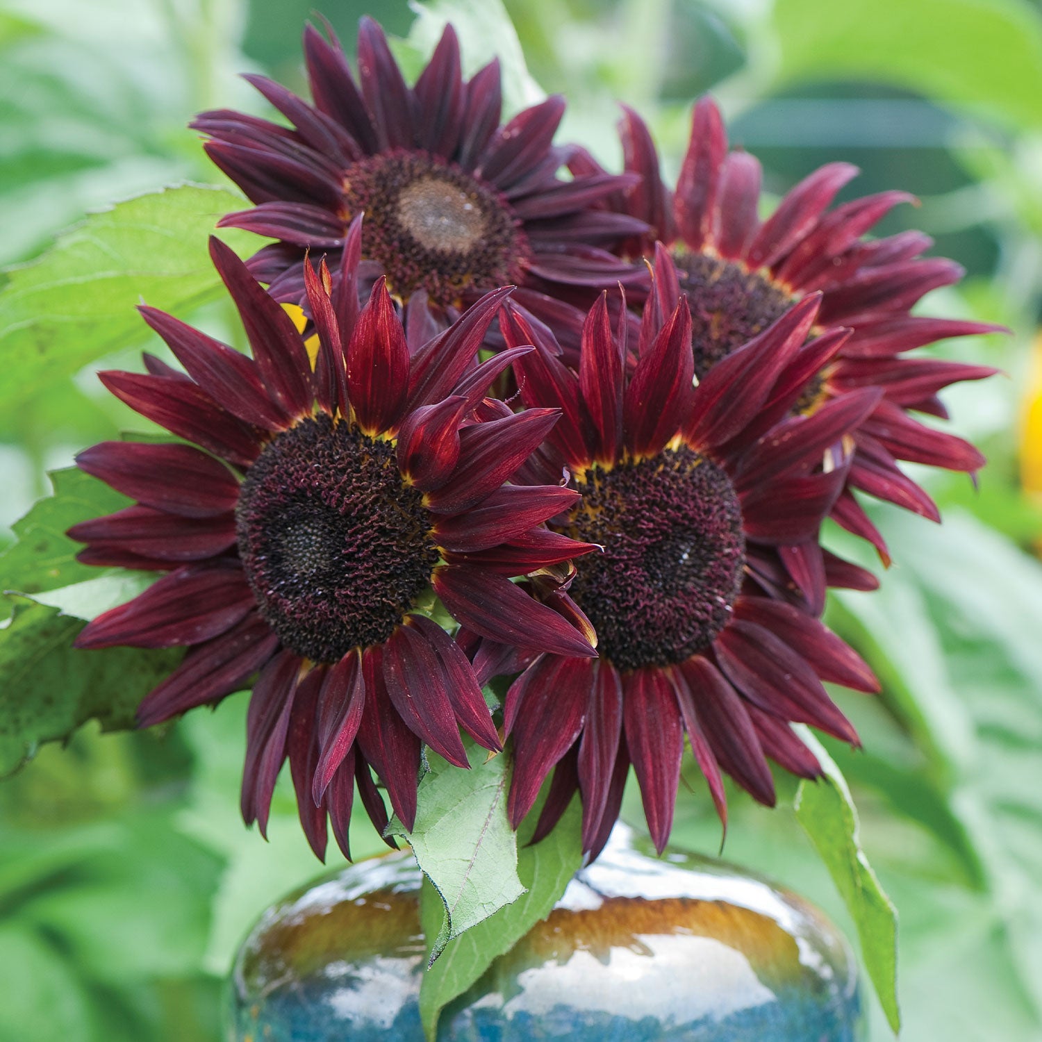 Chianti Sunflower