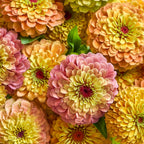 Queeny Lemon Peach Zinnia