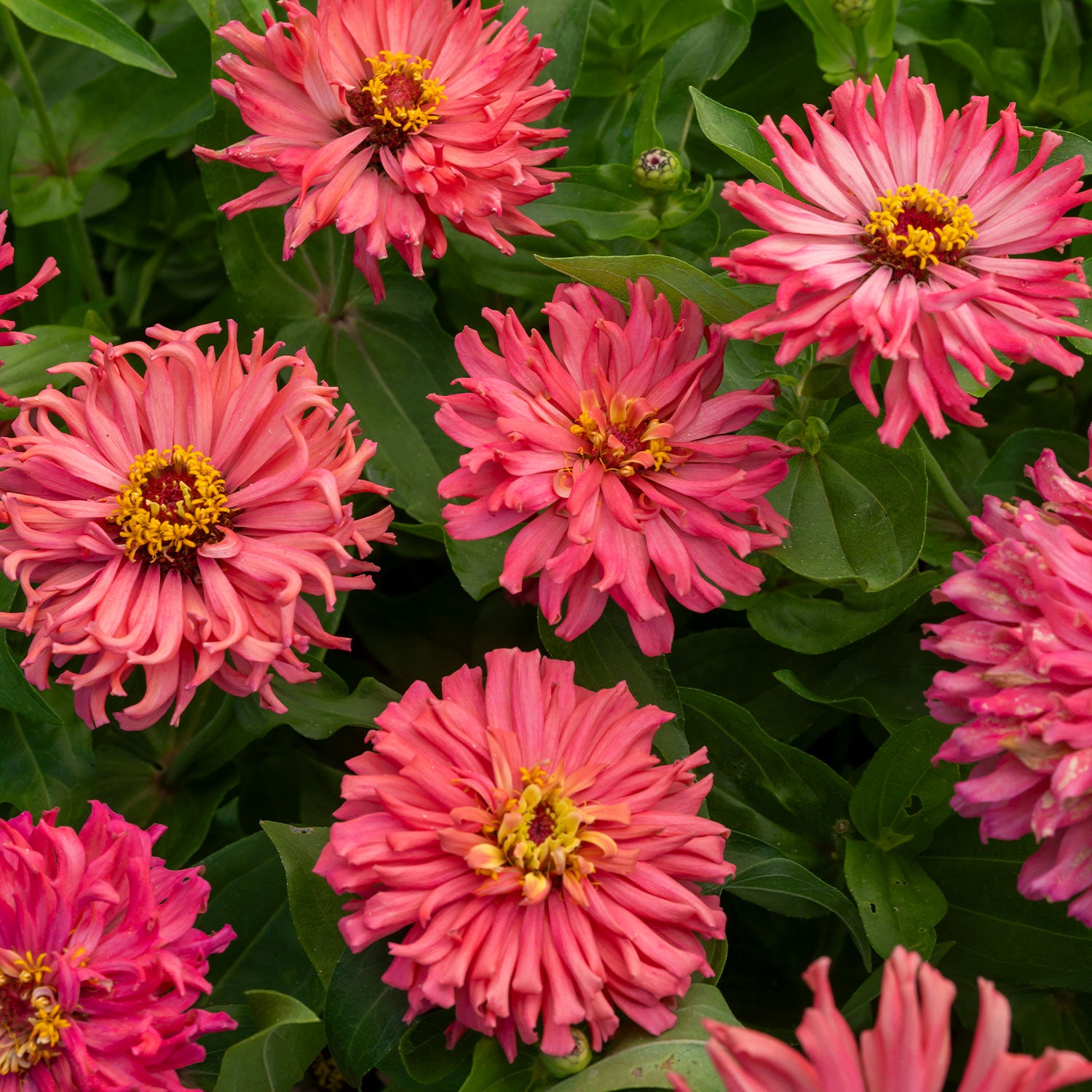 Senora Zinnia