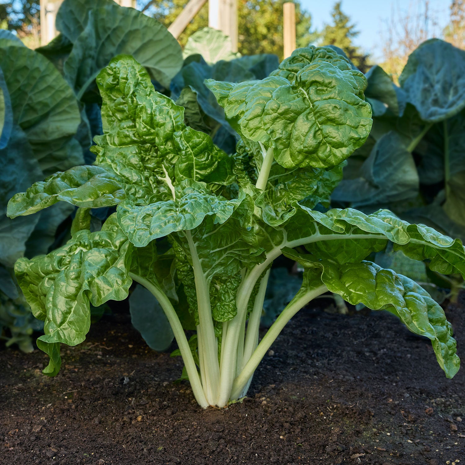 Fordhook® Giant Swiss Chard