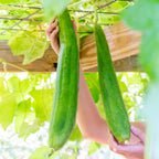 Ornamental Luffa Gourd Squash