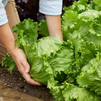 Iceberg A Lettuce