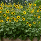 Sunfinity Sunflower