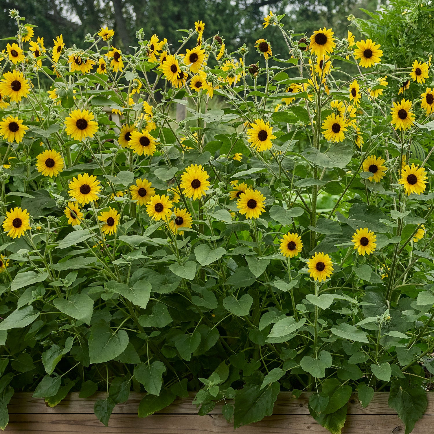 Sunfinity Sunflower