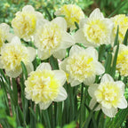 Daffodil, Ice King