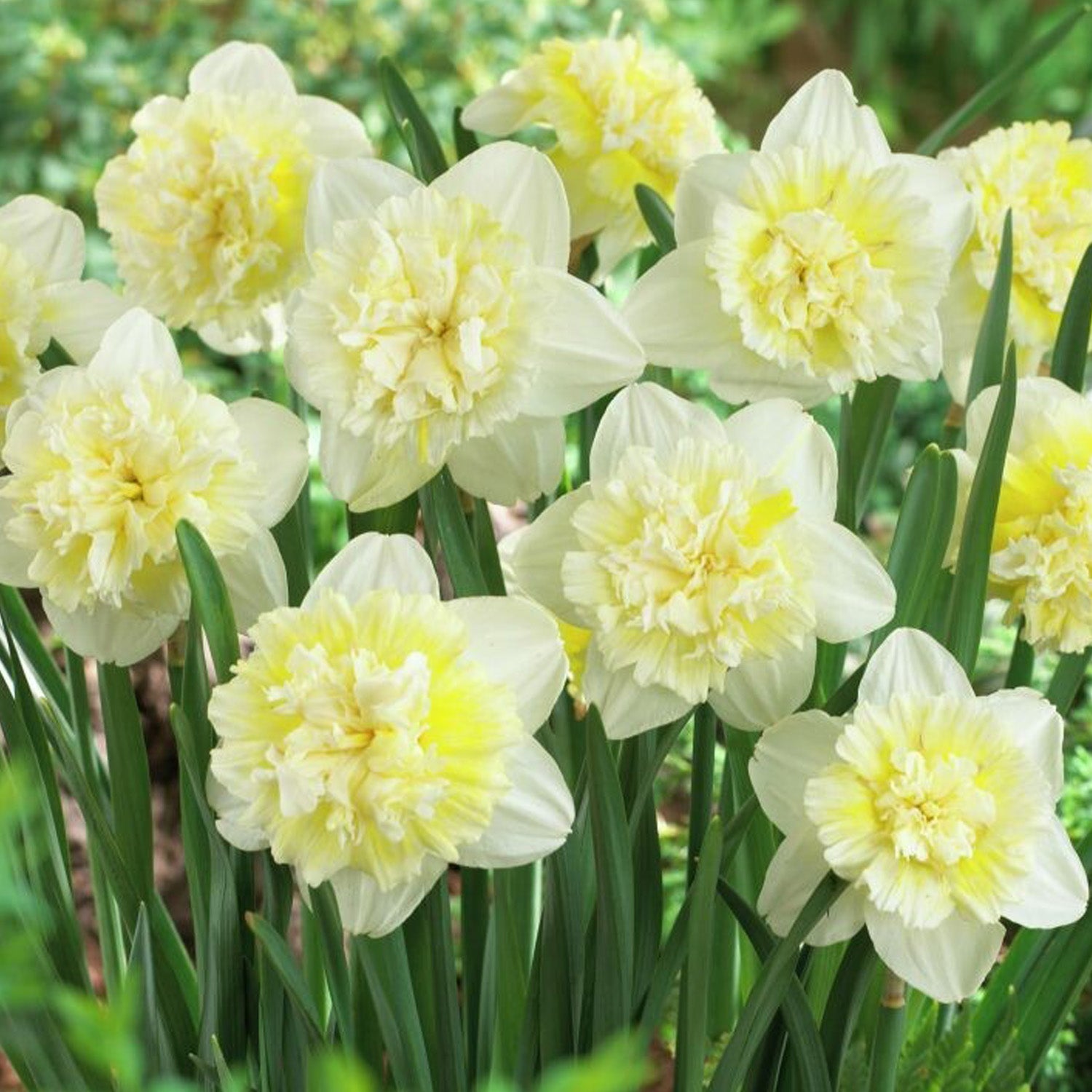 Daffodil, Ice King