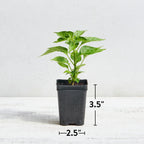 Costa Rican Sweet Sweet Pepper