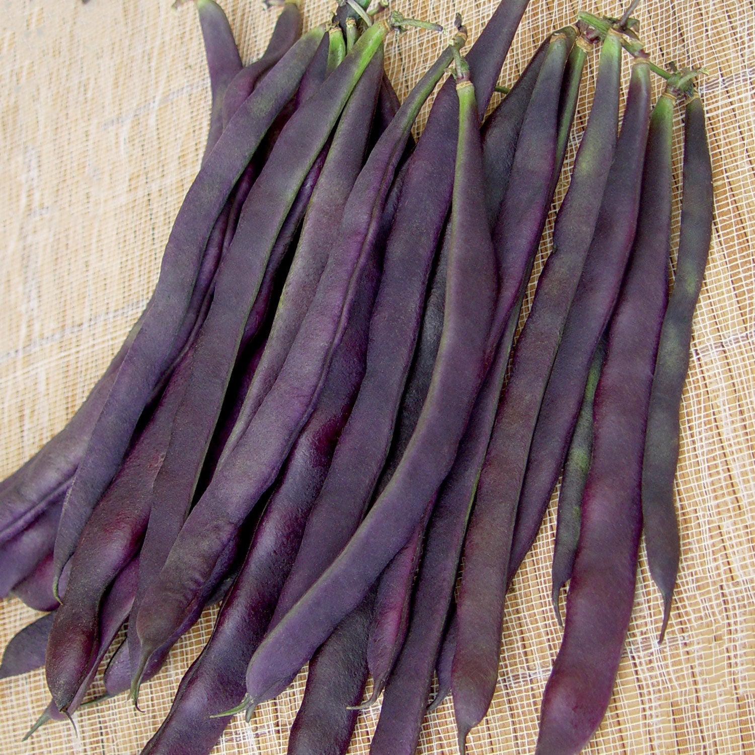 Trionfo Violetto Pole Bean