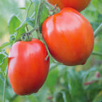 Big Mama Tomato