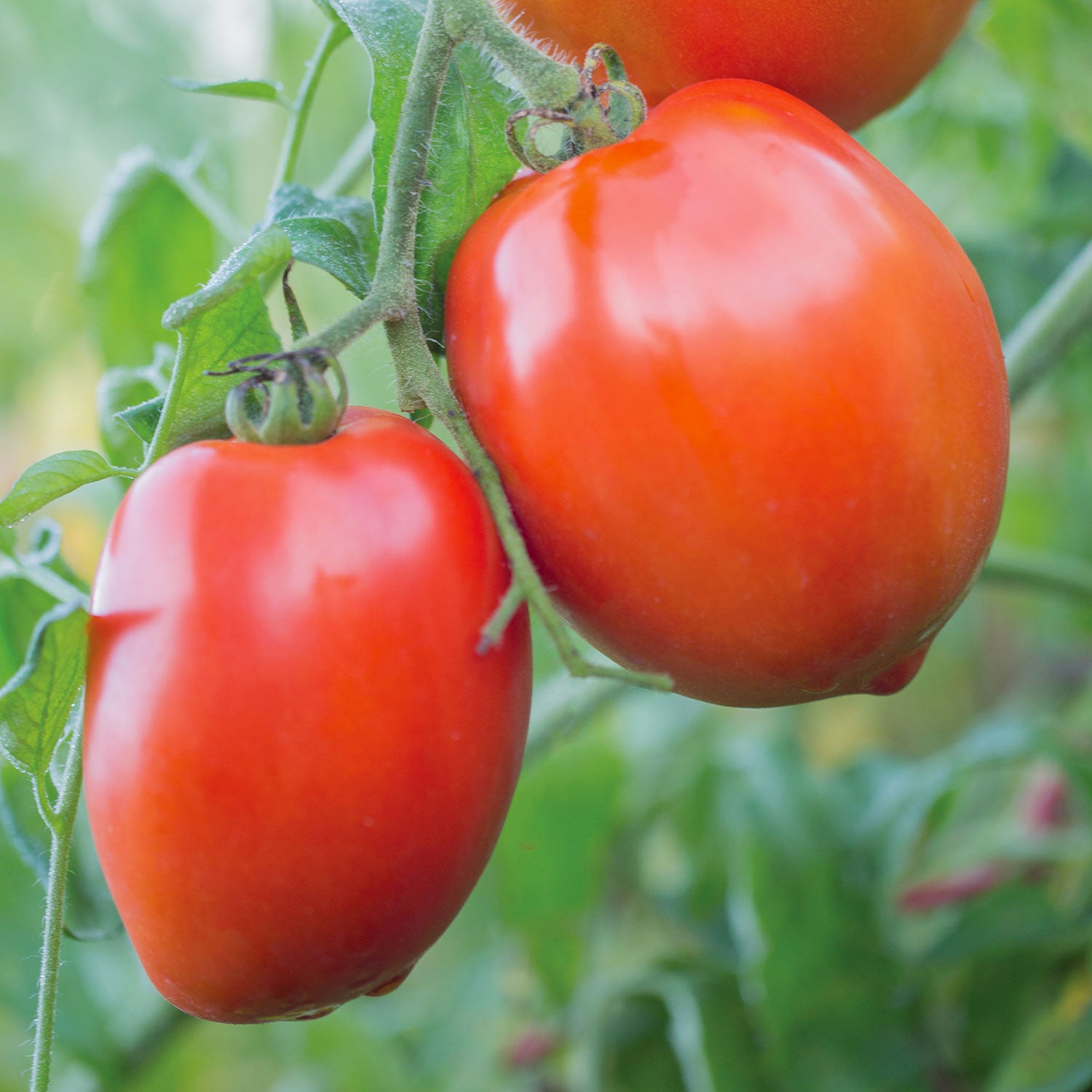 Big Mama Tomato