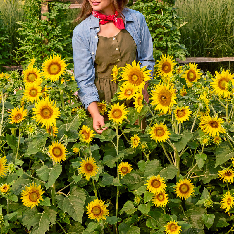 Lemon Hedge Sunflower