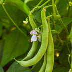 Burpee's Stringless Green Pod Bush Bean