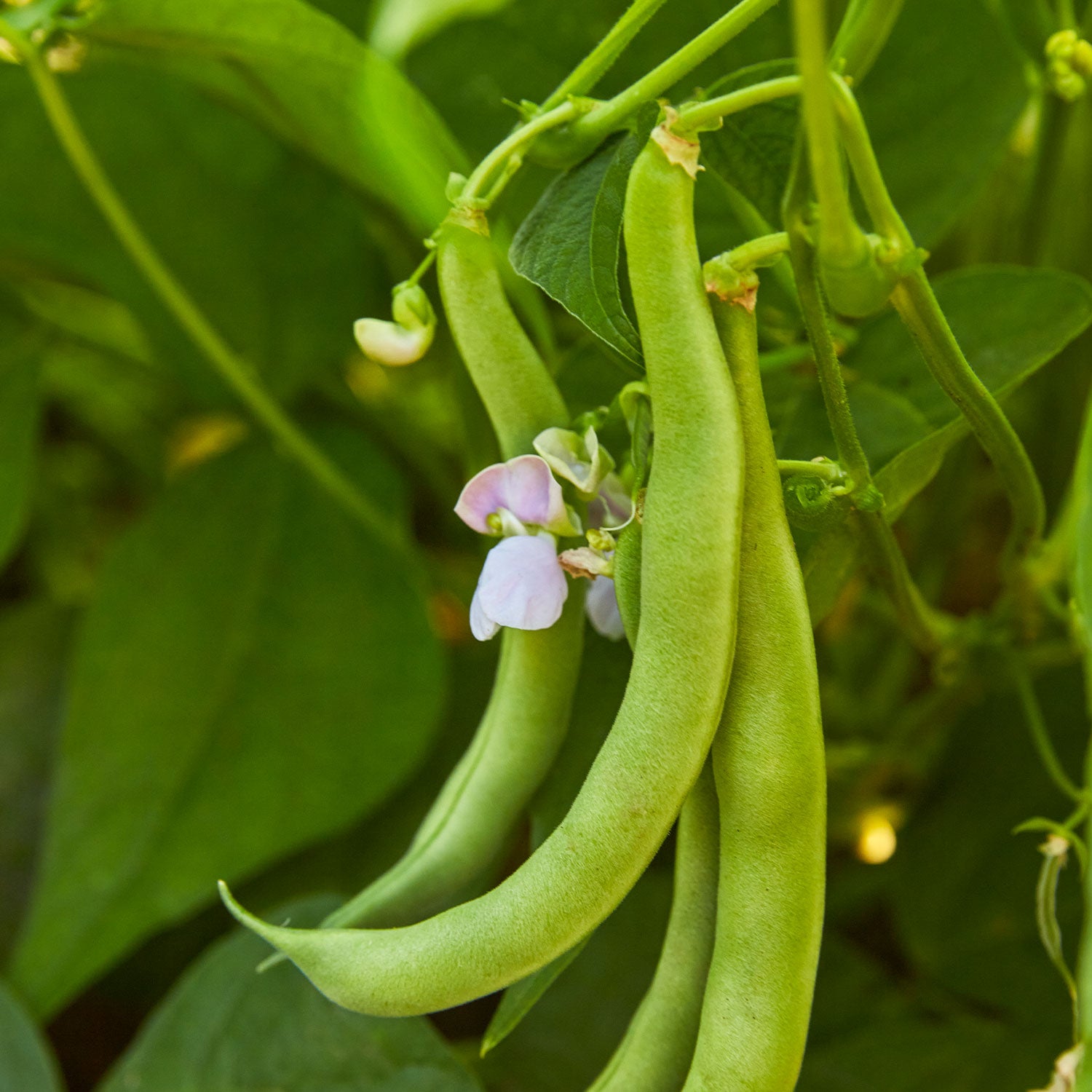 Burpee's Stringless Green Pod Bush Bean