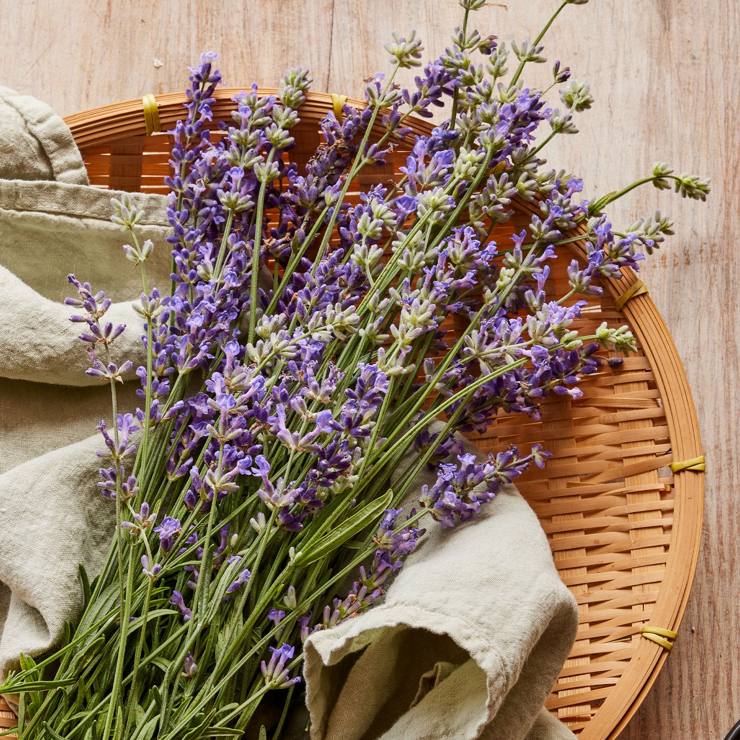 Munstead Lavender