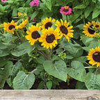 Kindergarten Sunflower