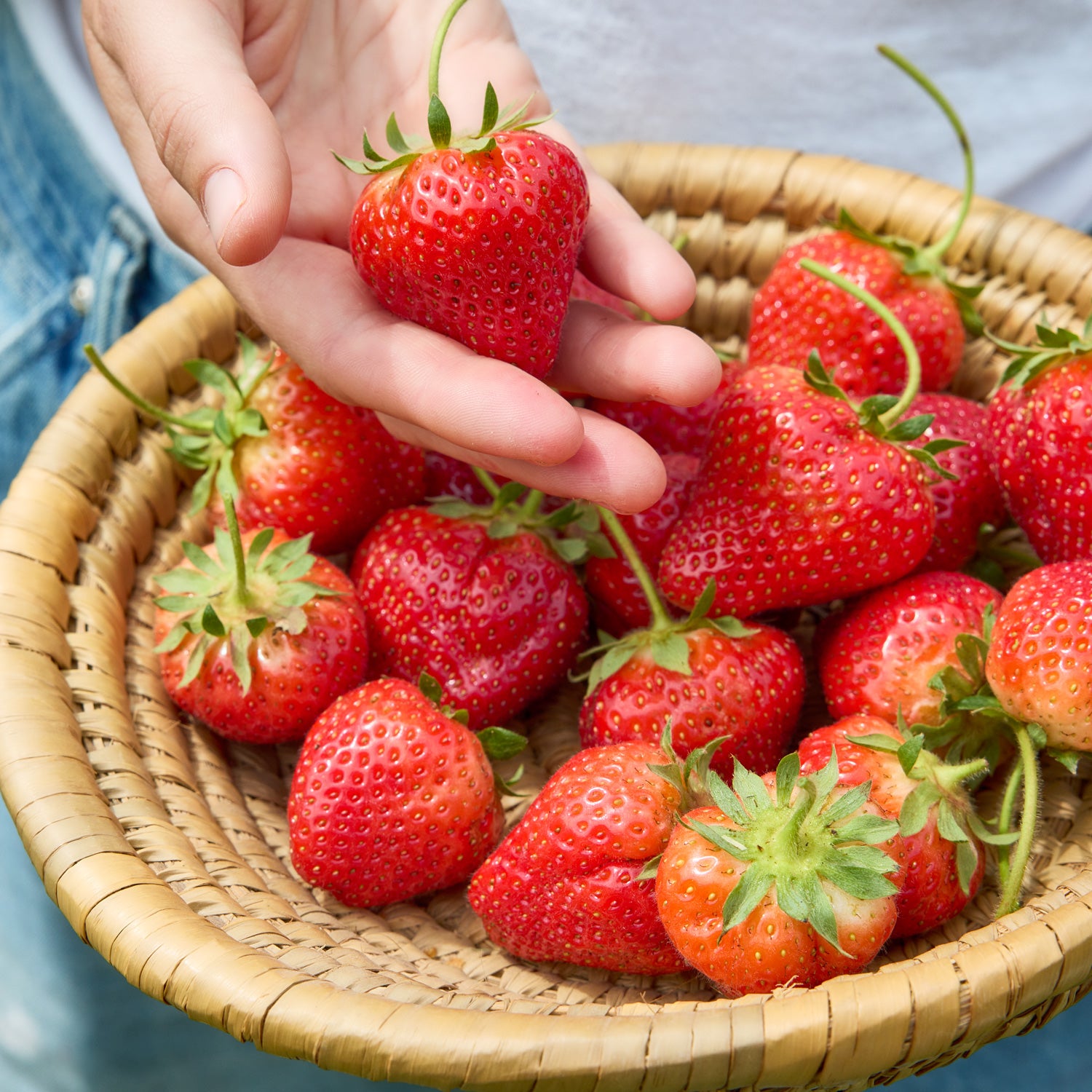 Cabot Strawberry Bare Roots