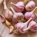 Spanish Roja Garlic Bulbs