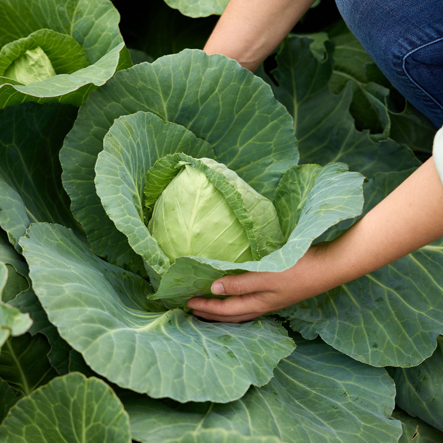 Early Jersey Wakefield Cabbage