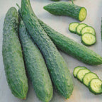 Dragon Suhyo Cucumber