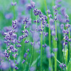 Munstead Lavender