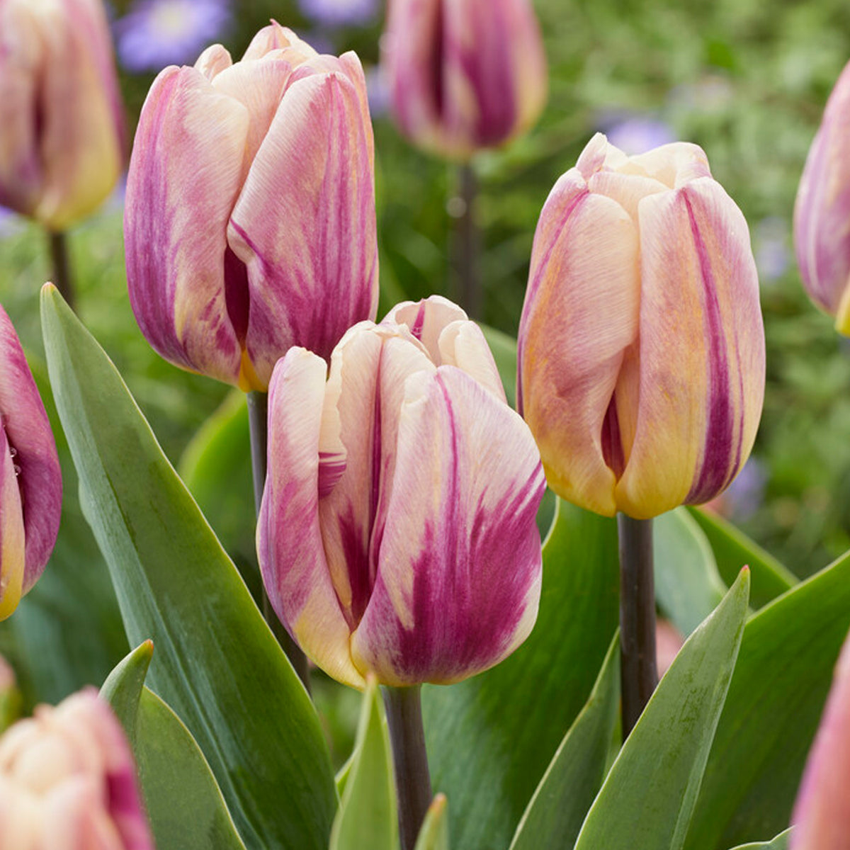 Happy Feet Tulip Bulbs