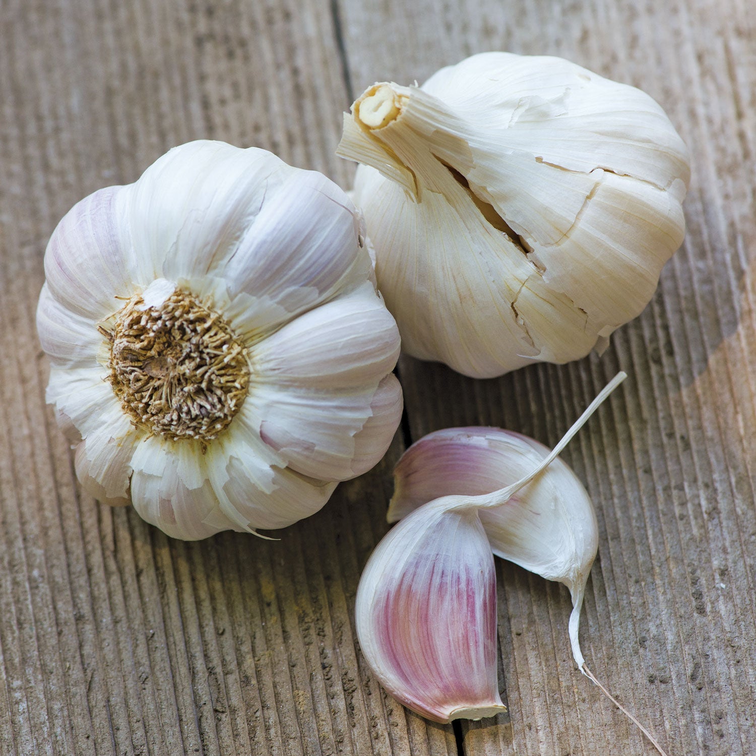 Cuban Purple Garlic Bulbs