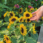 Kindergarten Sunflower