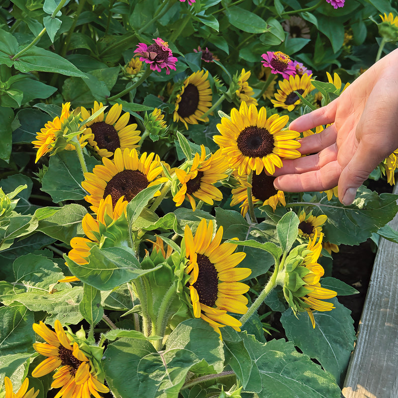 Kindergarten Sunflower